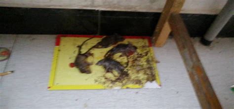 老鼠死在天花板